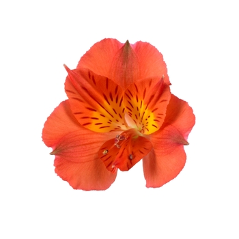 Peruvian Lily Colorita Diana 1 Gal
