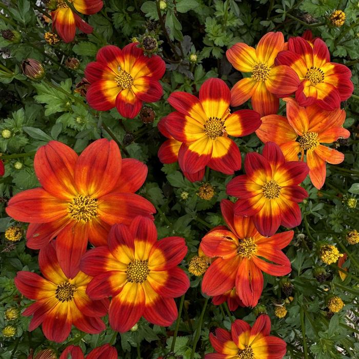 Bidens Blazing Star Quart