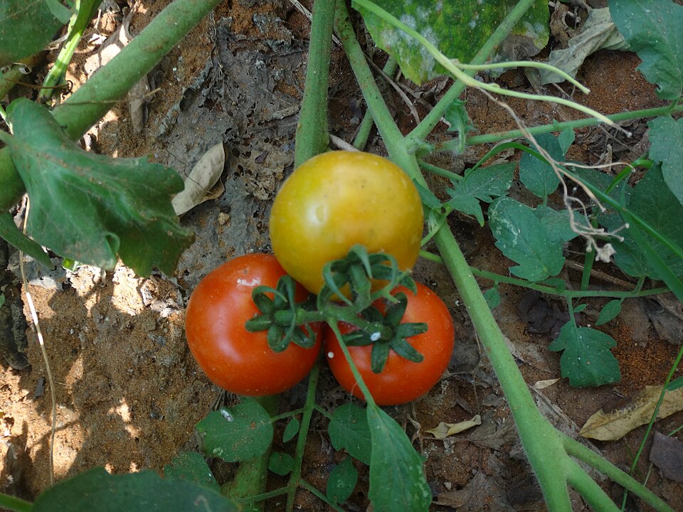 Burpee Tomato