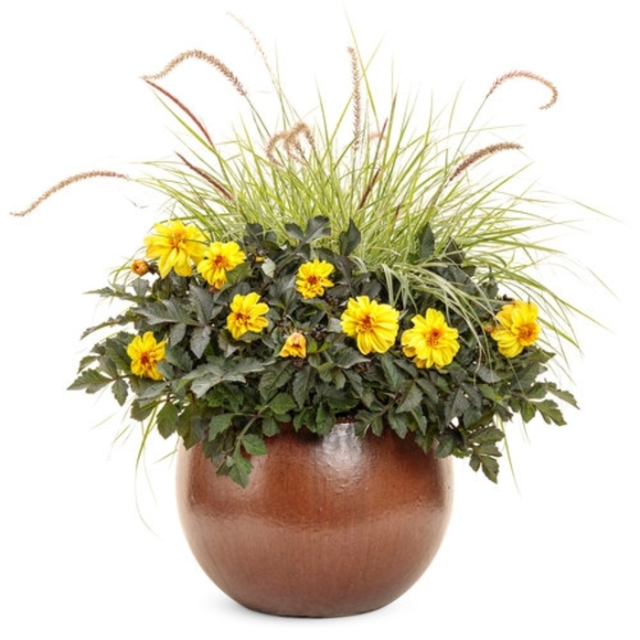 Firecracker Estrellita Little Star PW 1 Gal