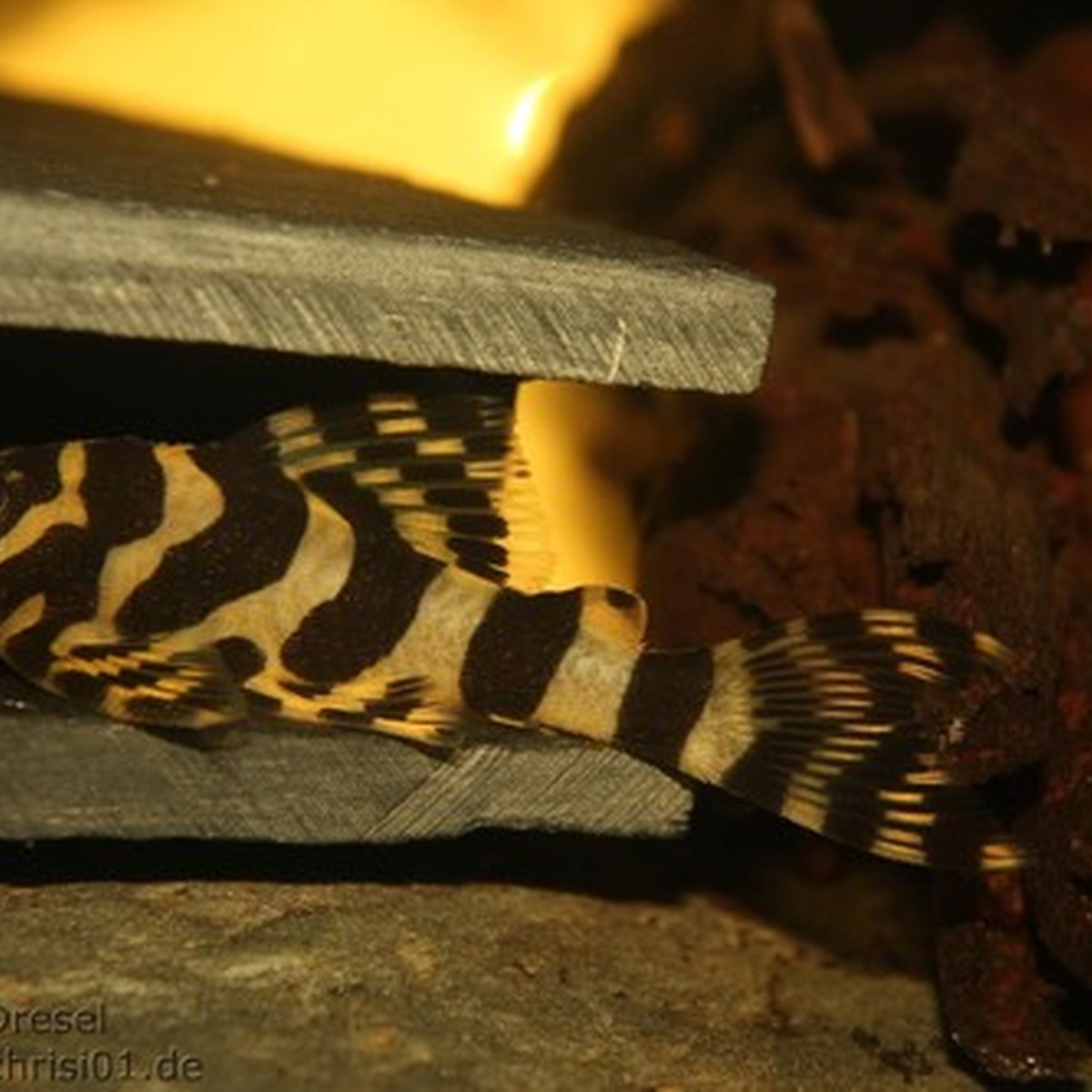 Leopard Frog Pleco L134