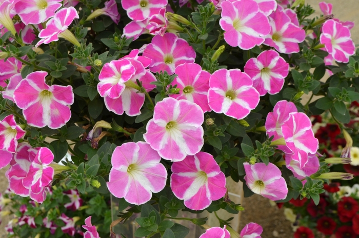 Petunia Vista Pink Star Quart PW