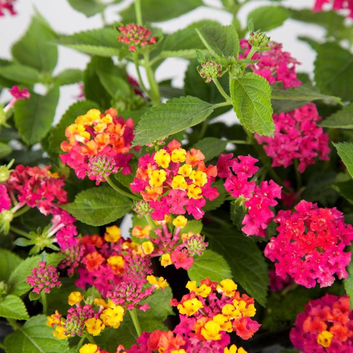 Lantana Little Lucky Lavender Quart