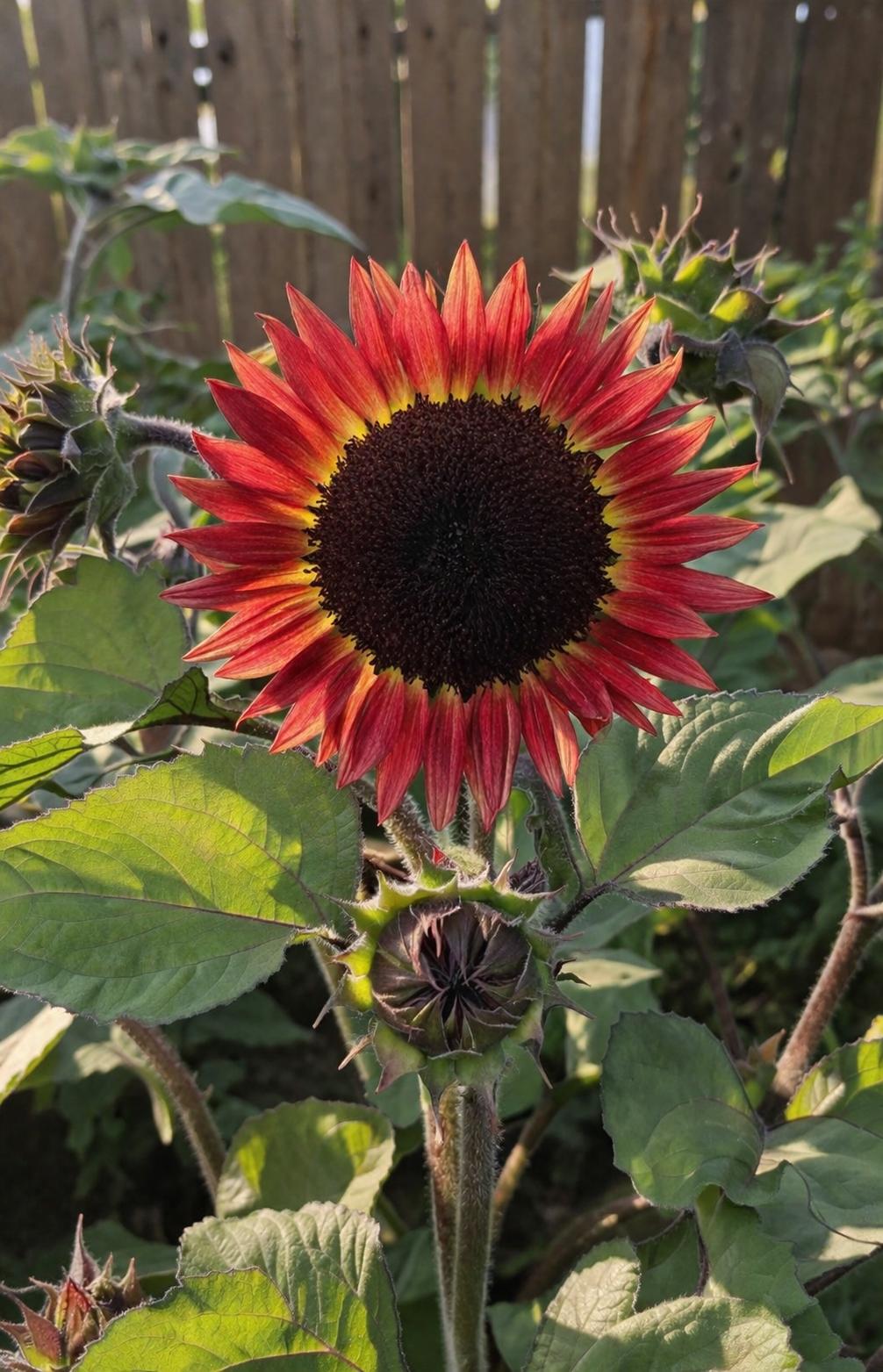 Red Desire Sunflower - 2x Mini Plug Plants - Dward Red Sunflower - Rare Variety