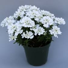 Snowsurfer Forte Candytuft (Iberis), 1 gallon