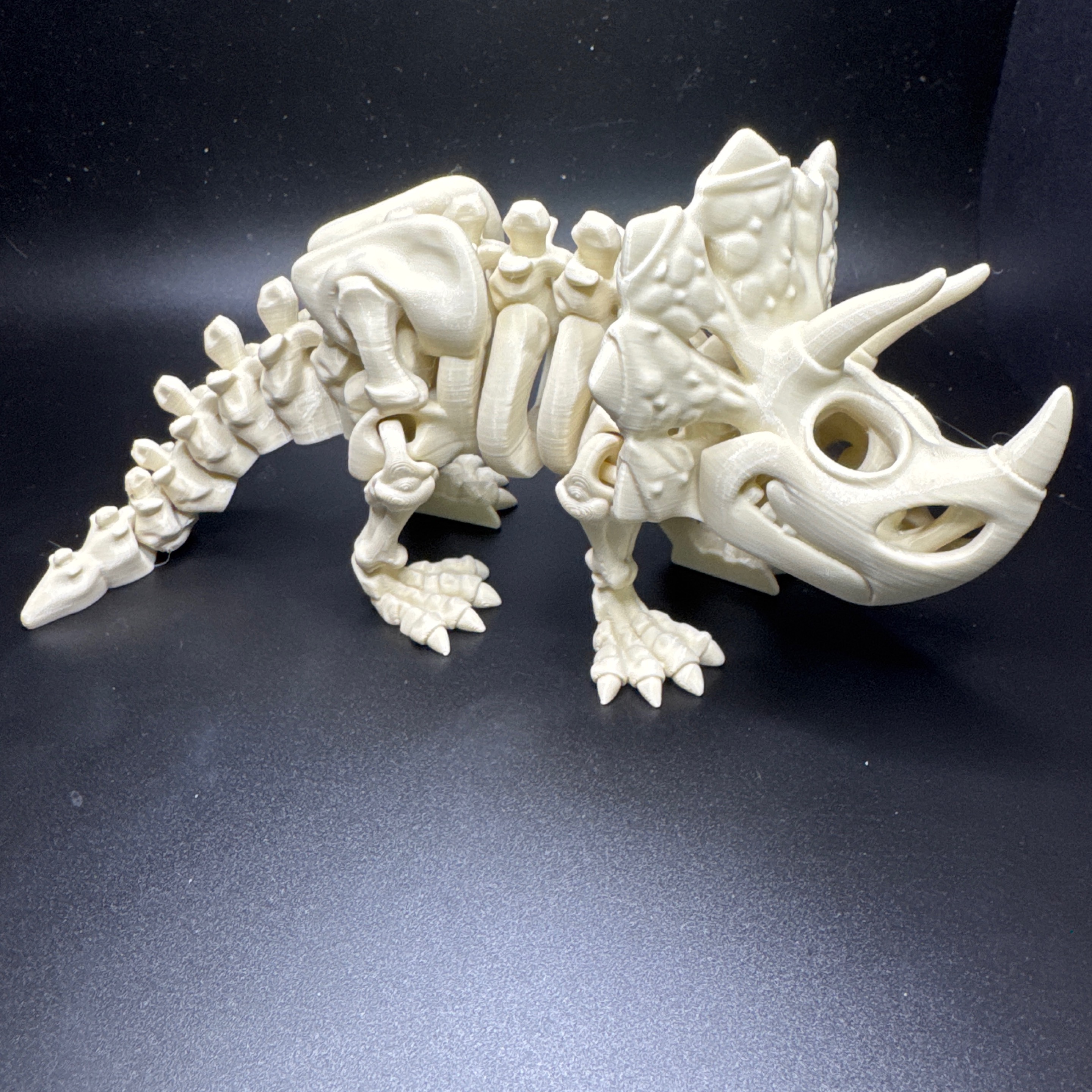 Skeleton Triceratops
