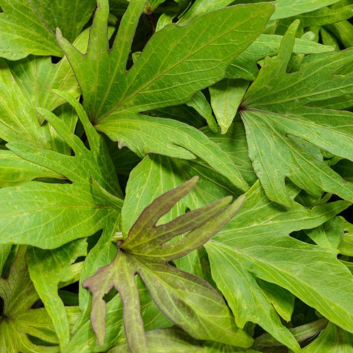 Sweet Potato Vine Carolina Raven Quart