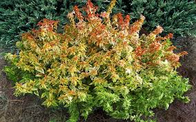 Kaleidoscope Abelia, 3 gallon