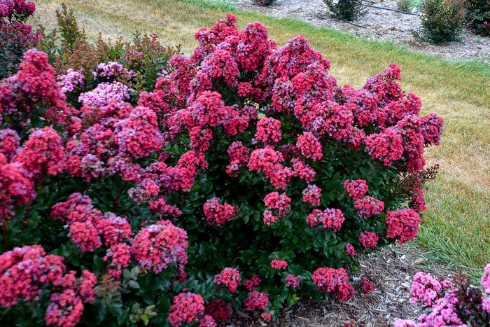 Crape Myrtle Barista Like A Latte 5 Gal