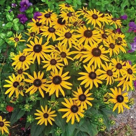 Little Gold Star Black-Eyed Susan (Rudbeckia), 1 gallon