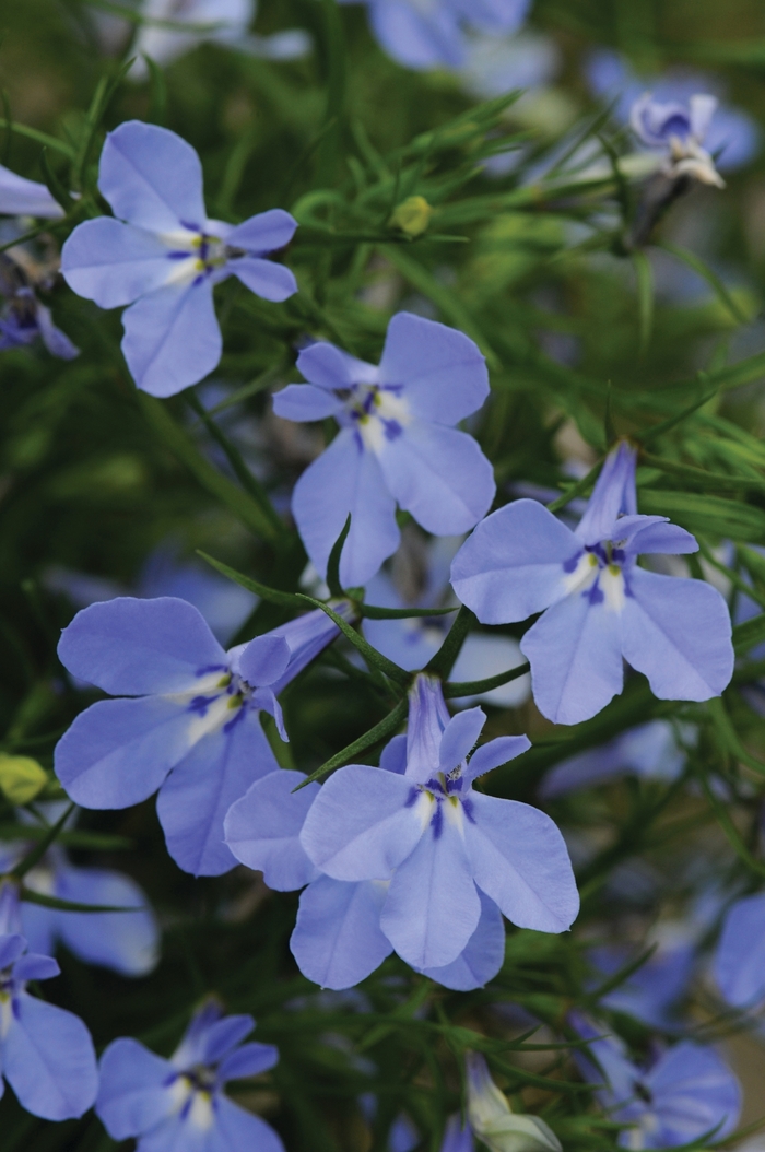 Lobelia Electric Purple 1 Gal