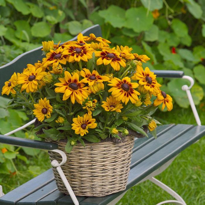 Black Eyed Susan Carla 1 Gal