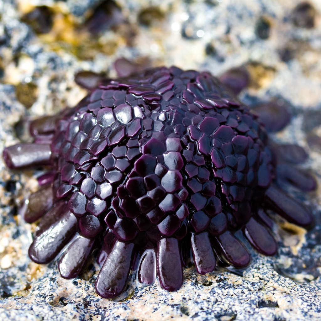 Shingle Urchin
