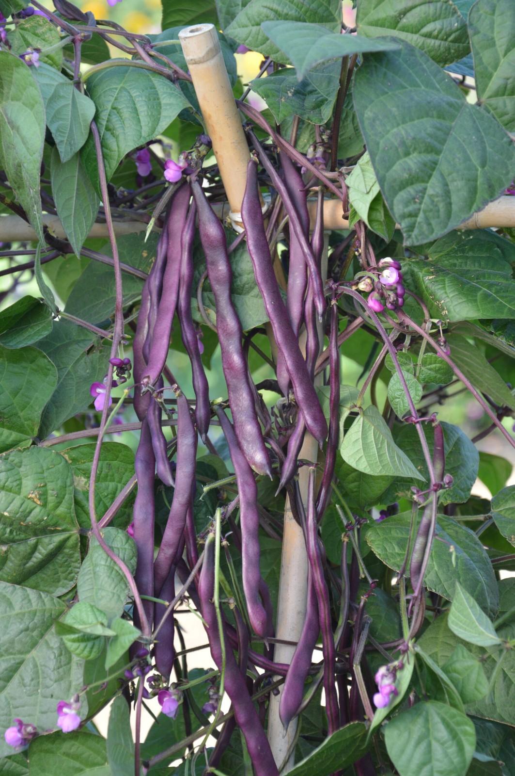 2x Climbing French Purple Bean 'Blauhilde' Plug Plants – Striking Purple Pods!