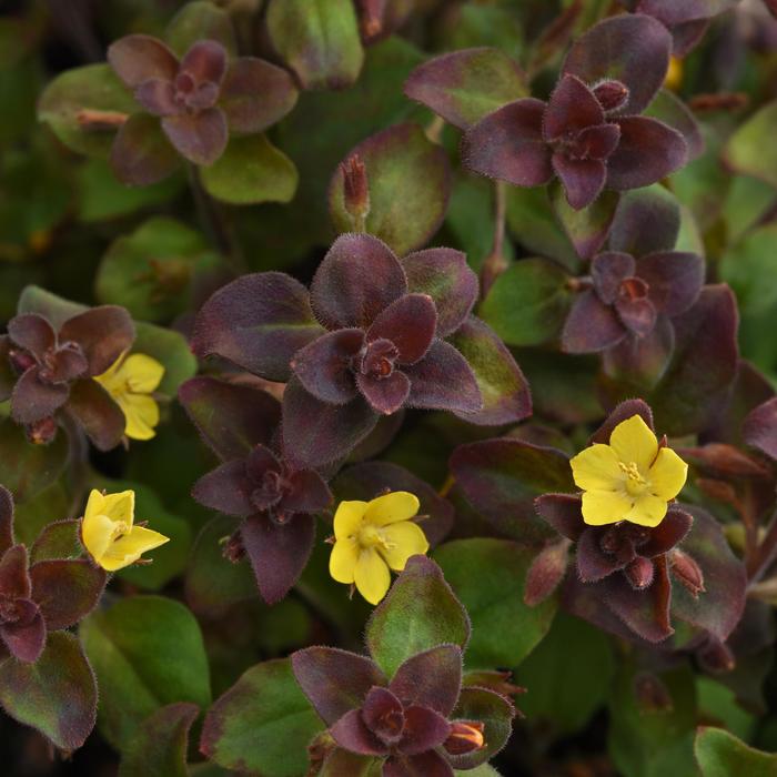 Creeping Jenny "Midnight Sun" 1 Gal