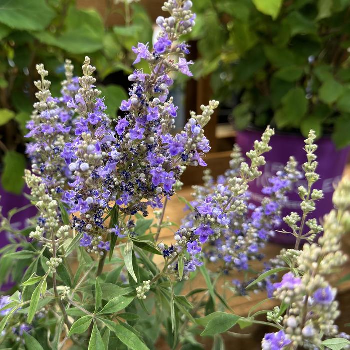 Vitex Dale White 3 Gal