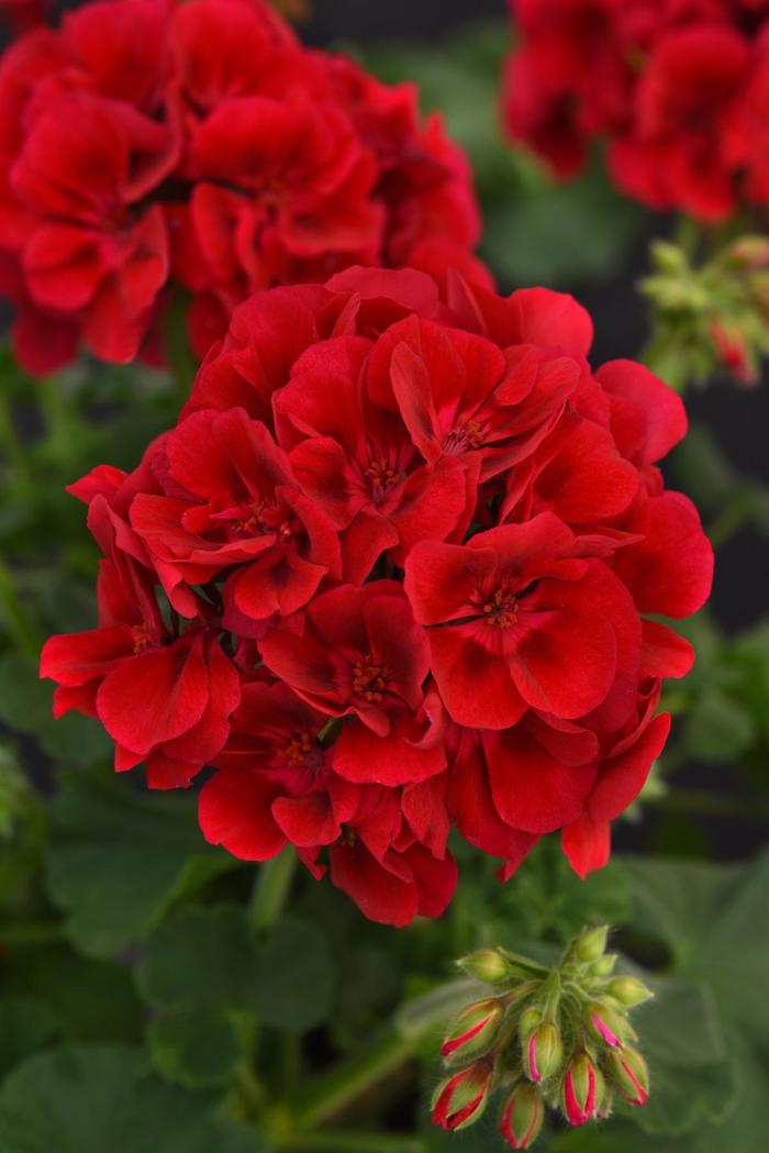 Geranium Galaxy Red 1 Gal