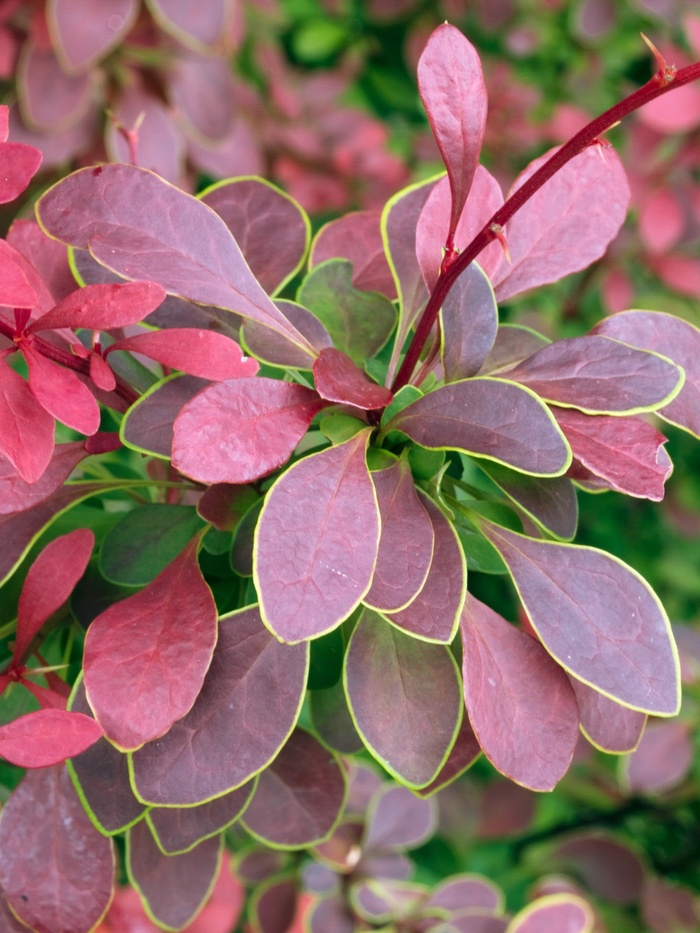 Barberry Golden Rocket 3 Gal