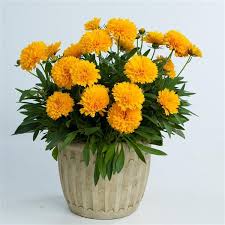 Solanna Golden Sphere Coreopsis