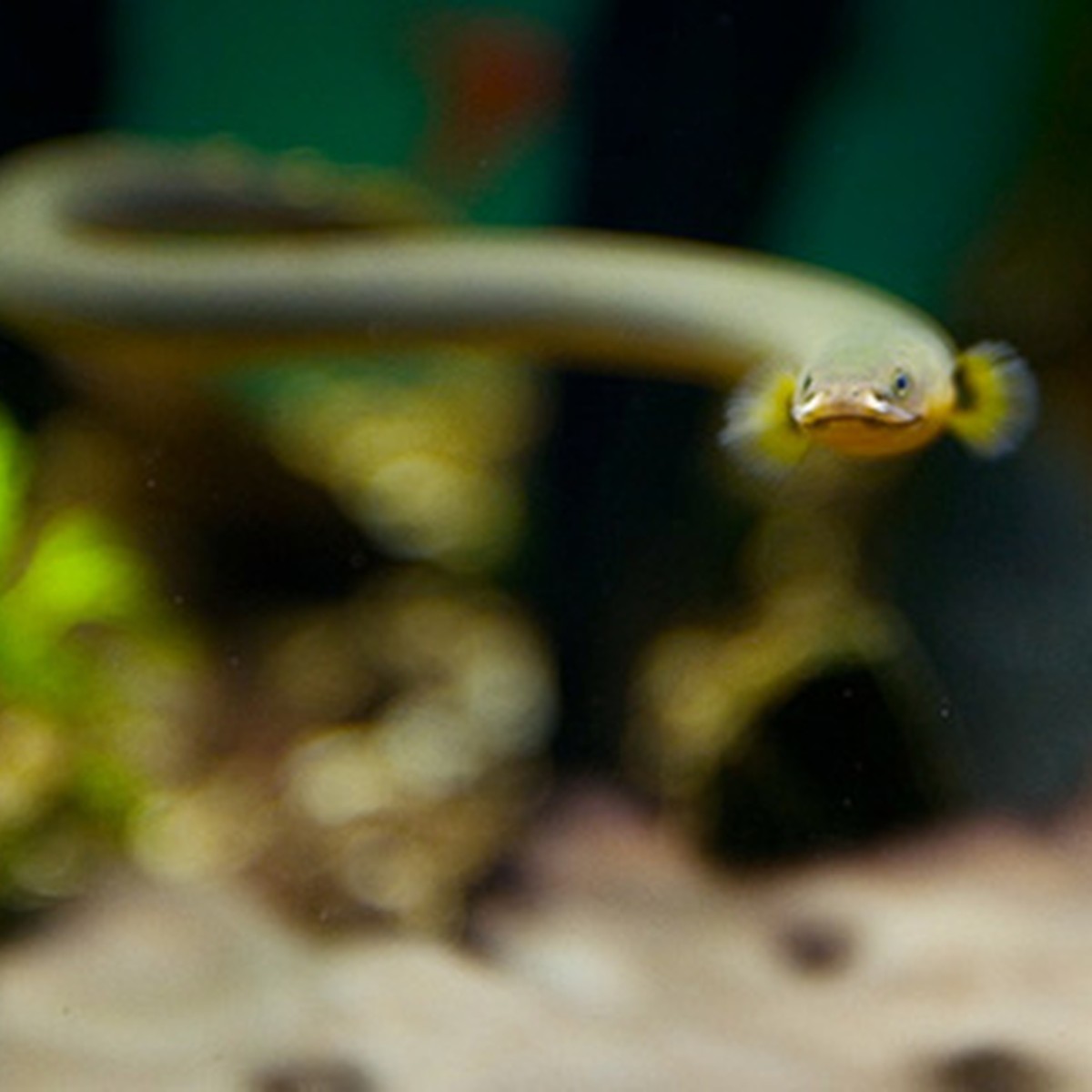 Ropefish