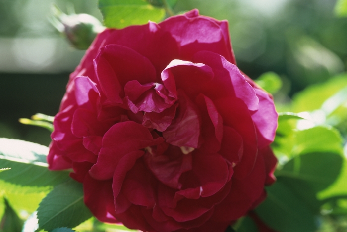 Rose Iceberg Patio Tree Boxed