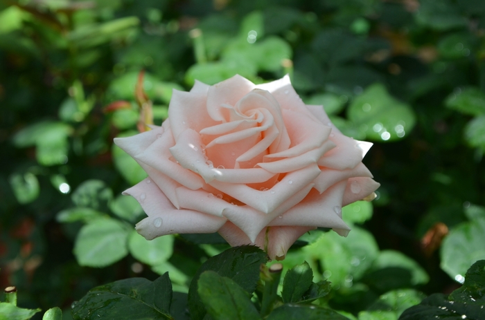 Rose Top Gun 3 Gal