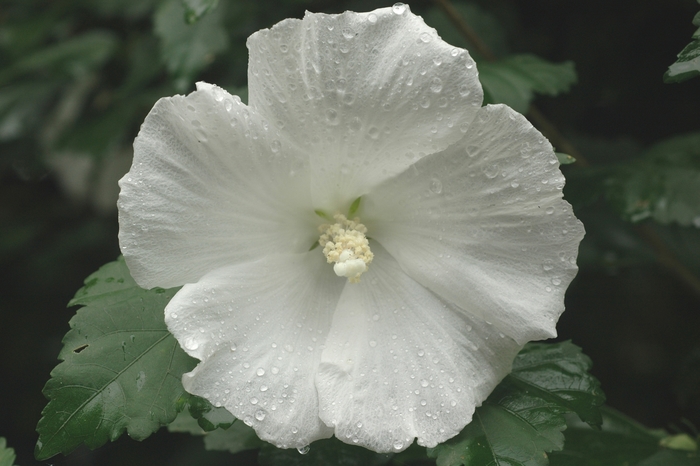 Althea Fireworks Double 3 Gal