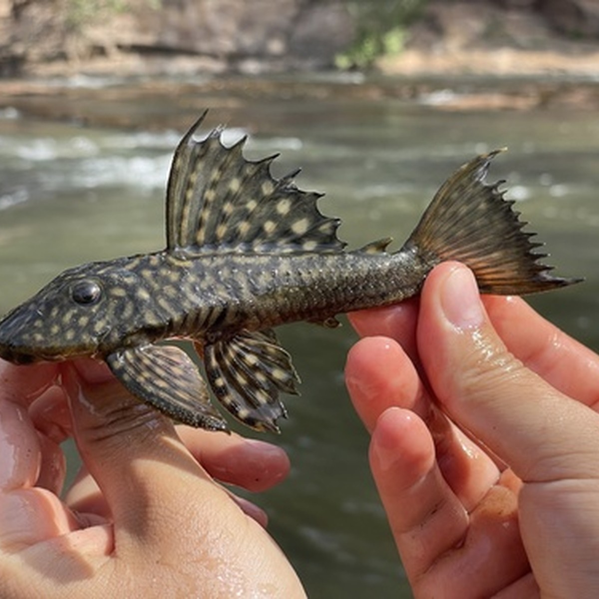Para Pleco L075