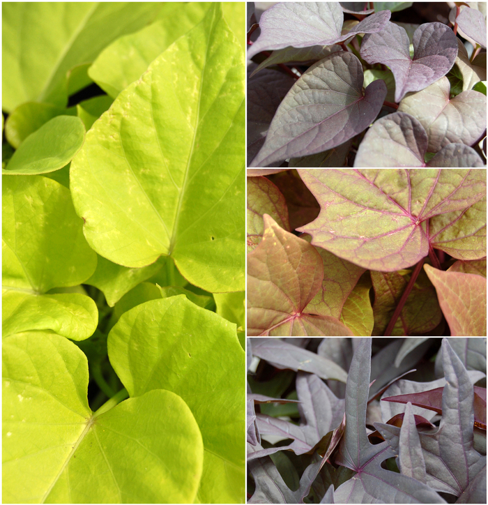 Sweet Potato Vine Caroline Light Green Quart PW