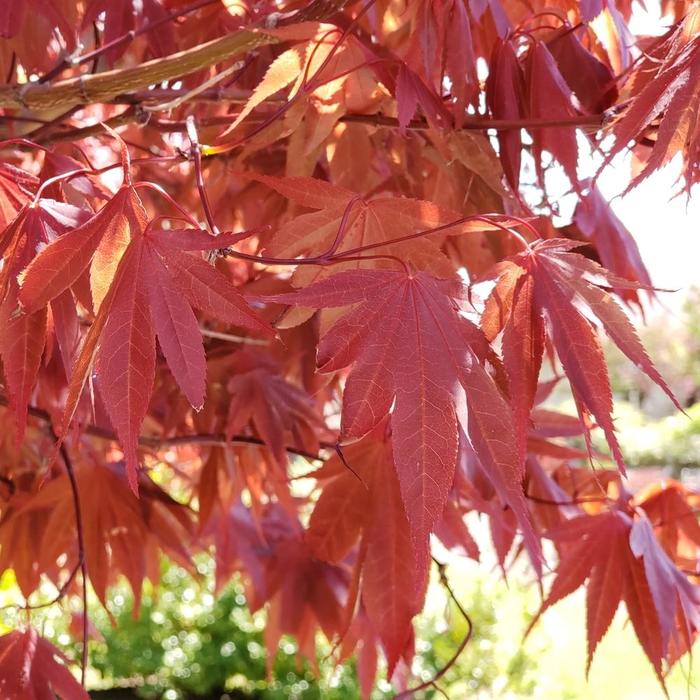 Japanese Maple Sango Kaku 15" Box