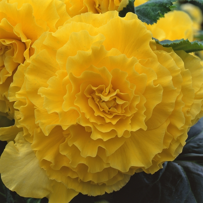 Begonia Non Stop Pink Quart PW