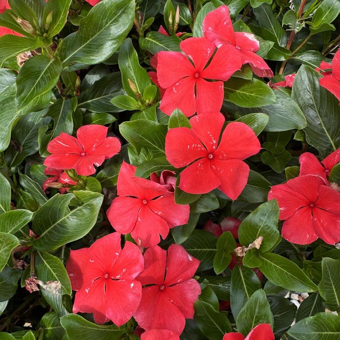 Vinca Nirvana XDR Cranberry Halo 1 Gal