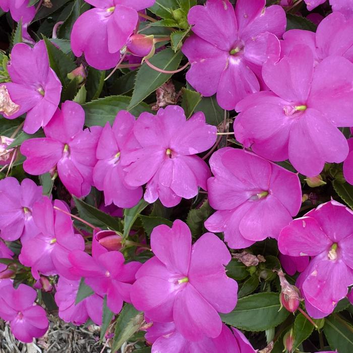 SunPatiens Compact Hot Pink Quart
