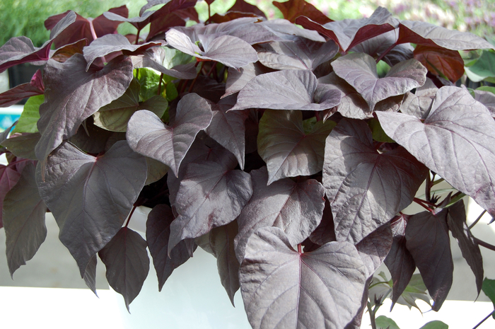 Sweet Potato Vine Illusion Emerald Lace Quart PW