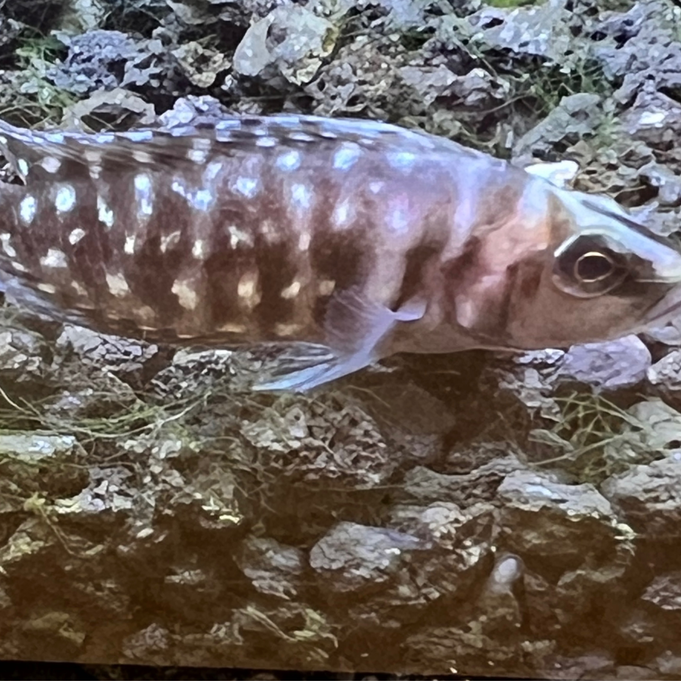 Inkfin Calvis Cichlid