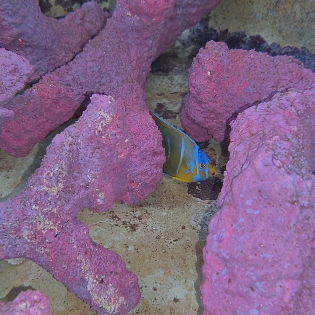 Juvenile Queen Angelfish WYSIWYG