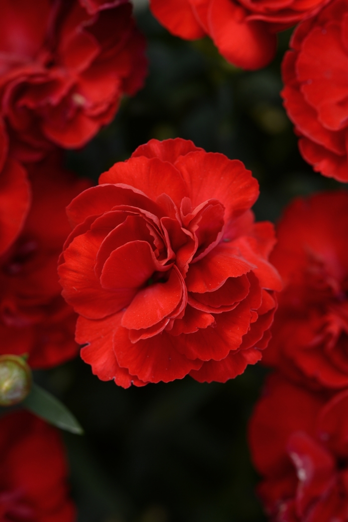 Dianthus Silver Pink 1 Gal