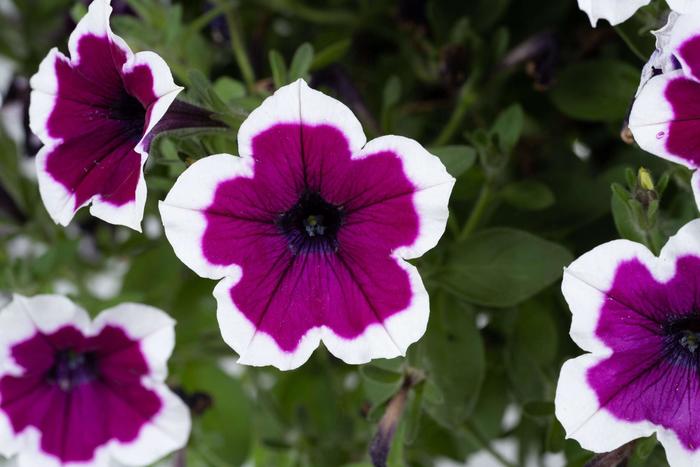 Petunia White Quart
