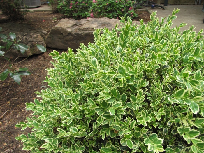 Boxwood Graham Blandy B&B 42-48"