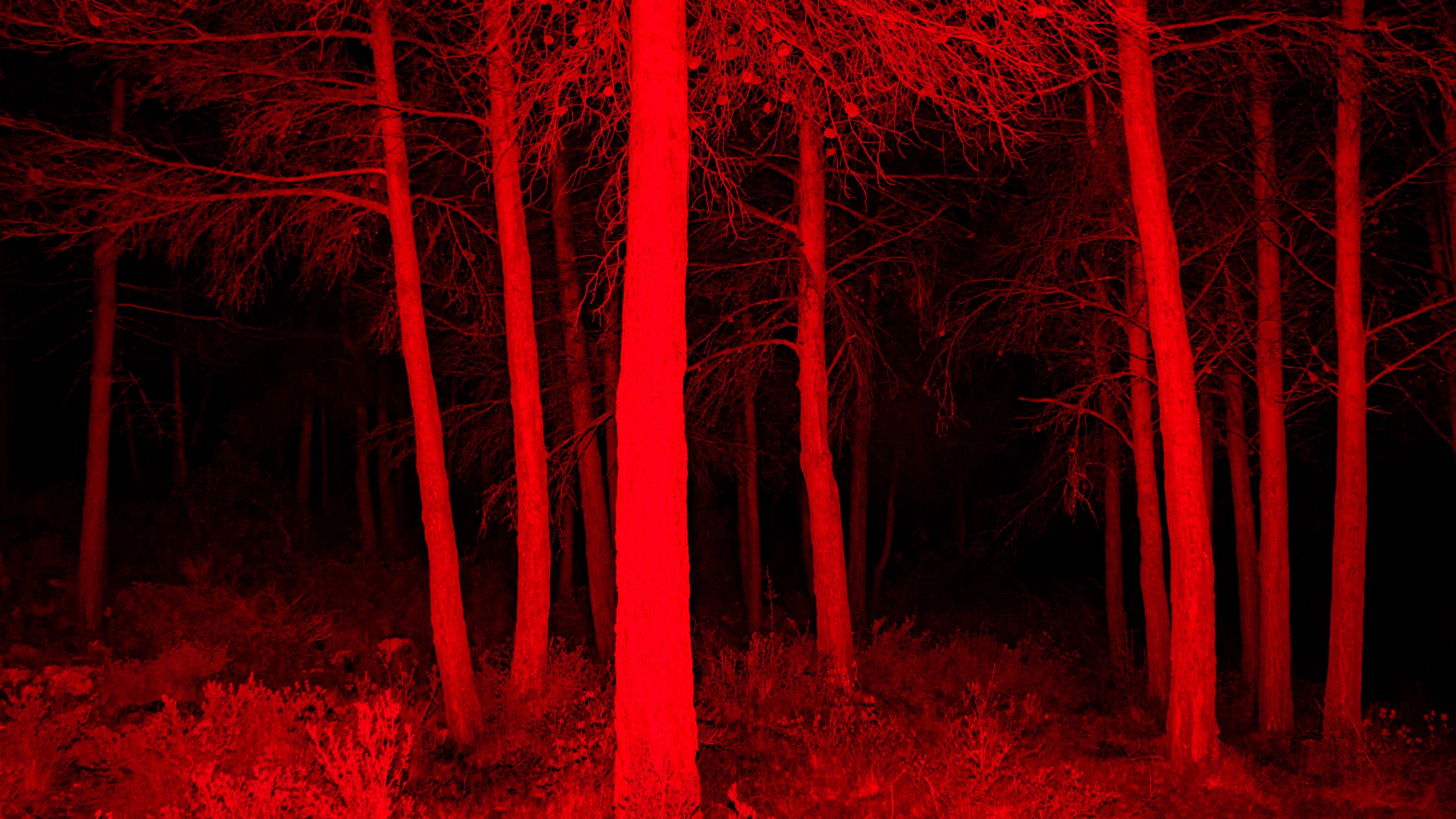 Bosque rojo