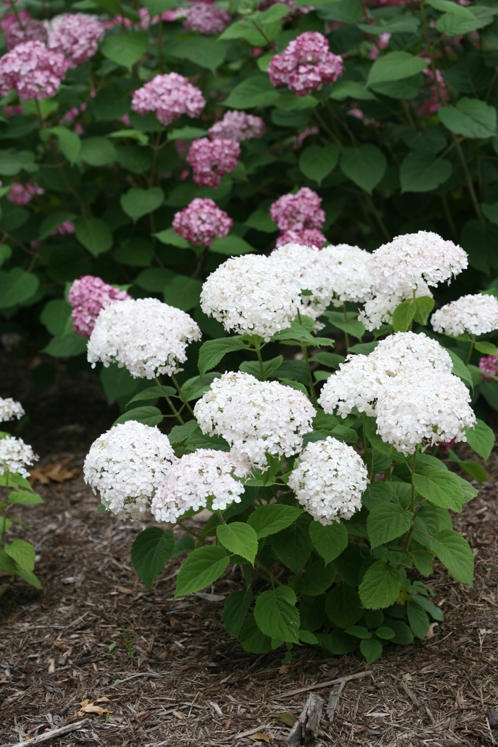 Hydrangea Invincible Ruby 1 Gal PW