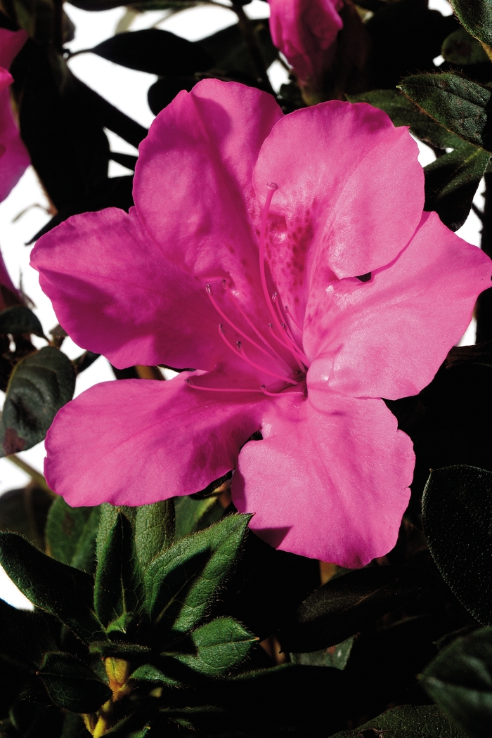 Azalea Encore Autumn Starburst 7 Gal