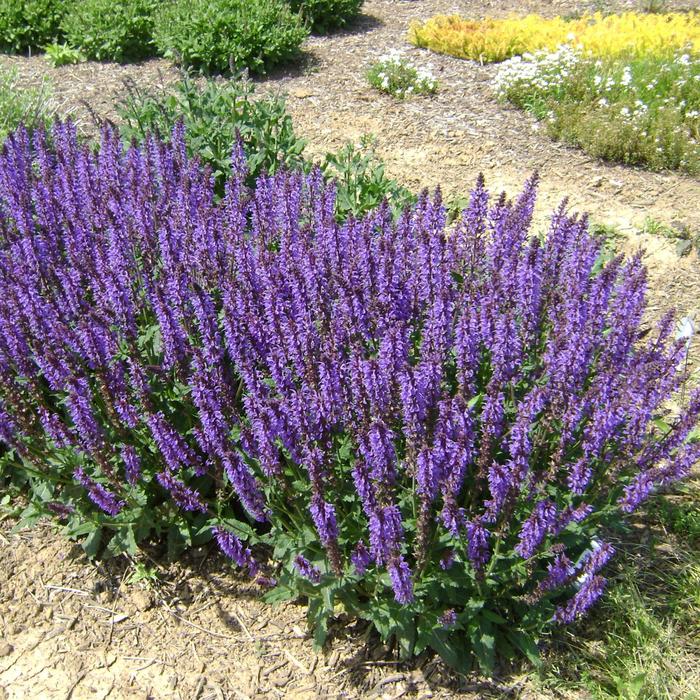 Salvia Nemorosa Marvel Blue 1 Gal