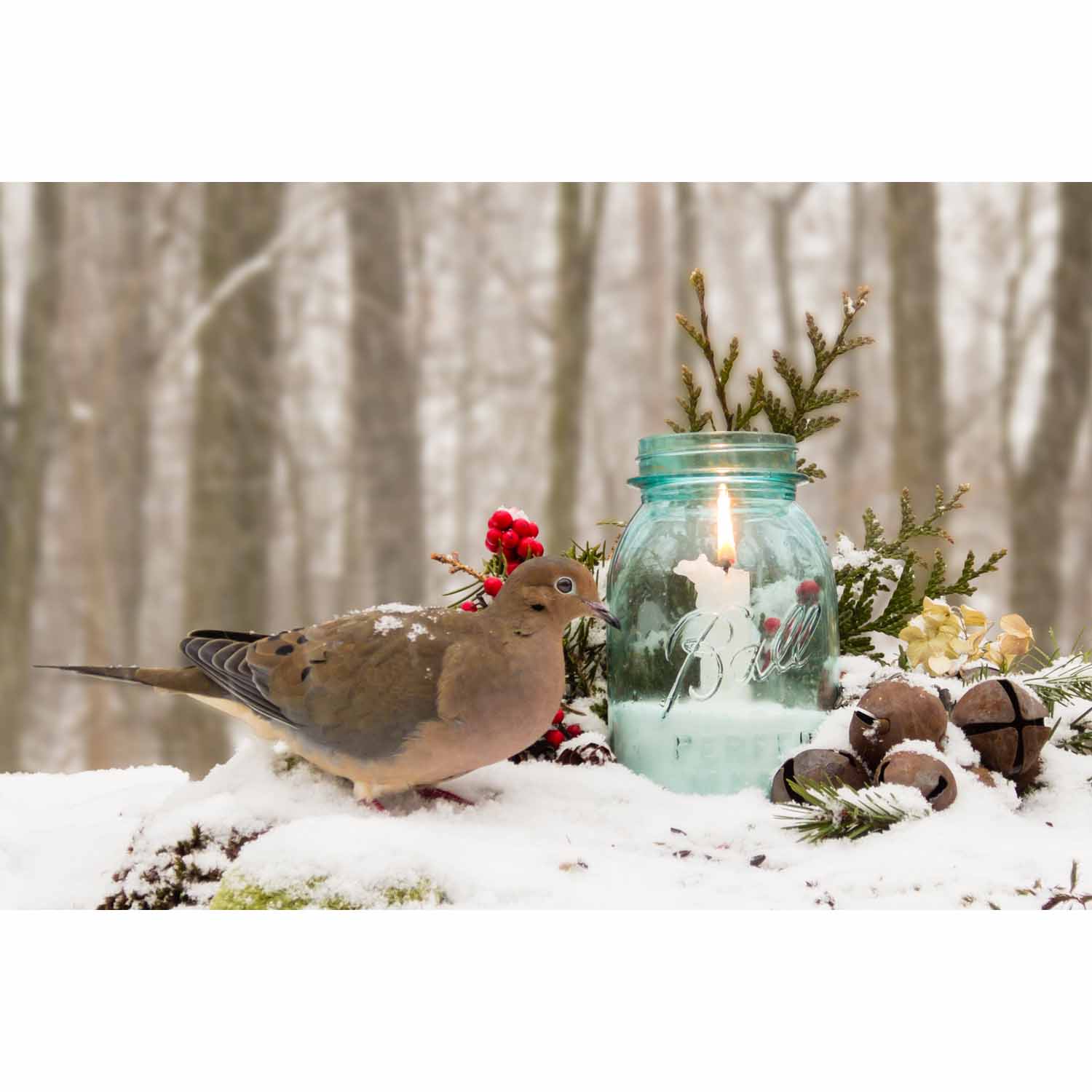 Belle of the Ball (Dove)