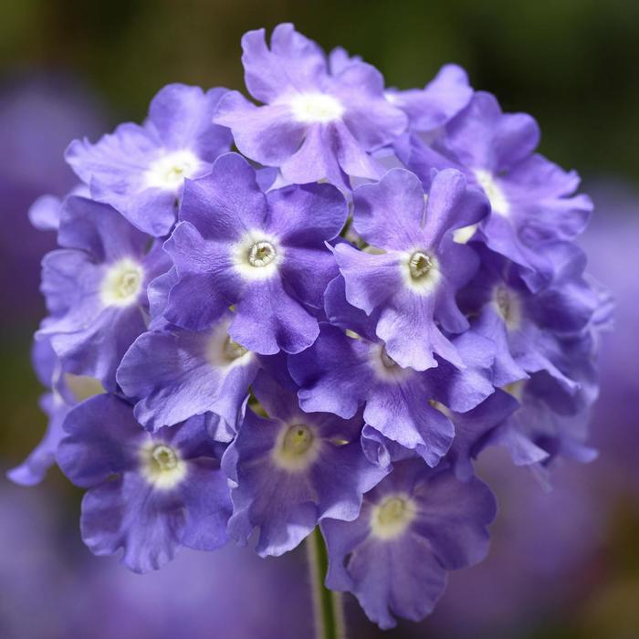 Verbena Twister Hot Lips 1 Gal
