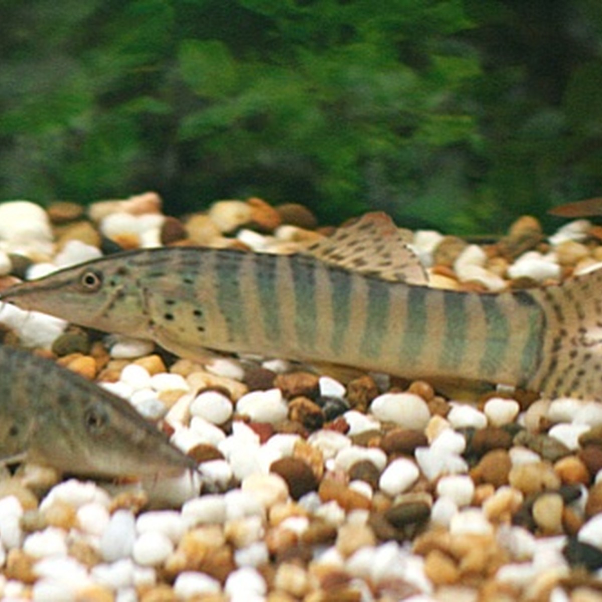 Blyth’s Loach