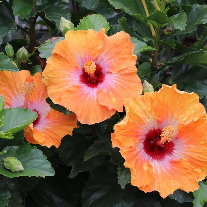 Hibiscus Hollywood Hot Shot 3 Gal