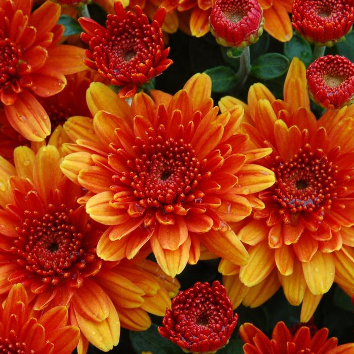 Osteospermum Akita Sunset Shade 1 Gal