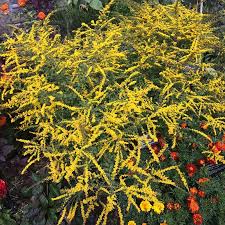 Fireworks Goldenrod (Solidago), 1 gallon