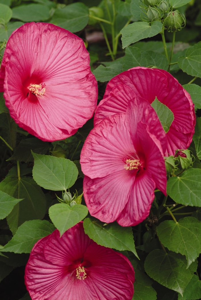 Hibiscus Luna White 1 Gal